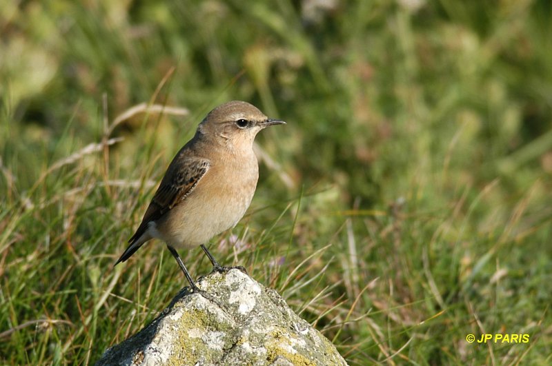 Oenanthe oenanthe